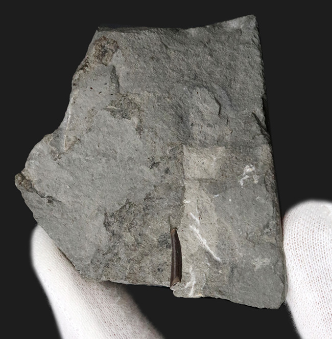 ジ・オールドコレクション！これぞ、一期一会の掘り出し物、翼竜、ラン