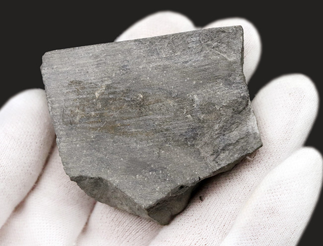 ジ・オールドコレクション！これぞ、一期一会の掘り出し物、翼竜、ラン