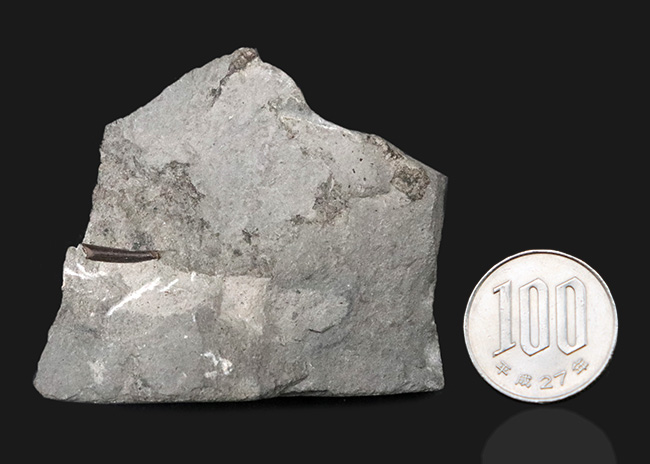 ジ・オールドコレクション！これぞ、一期一会の掘り出し物、翼竜、ランフォリンクス（Rhamphorhynchus）類の母岩付きの歯化石（その8）