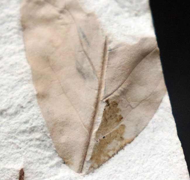マニアックシリーズ！兵庫県須磨区産ヌマミズキ属の木の葉化石（その7）