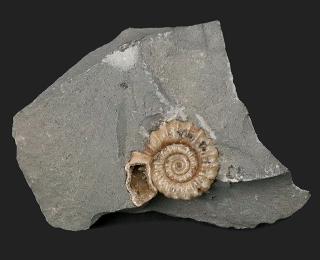 ジュラ紀の化石の名産地、イングランド・サマセット産のメノウ化したアンモナイト、プロミクロセラス（Promicroceras）の母岩付き化石（その1）