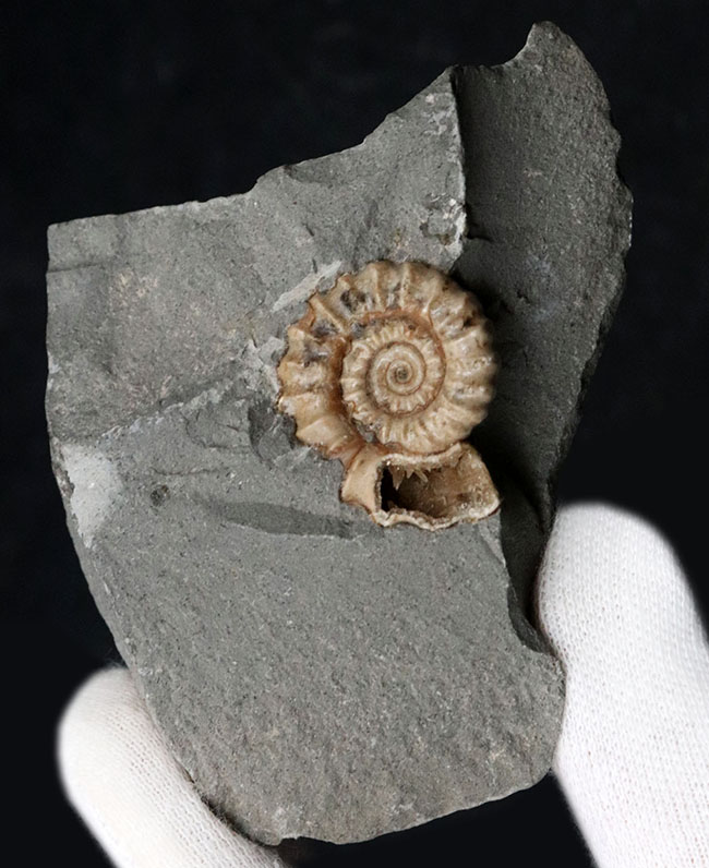ジュラ紀の化石の名産地、イングランド・サマセット産のメノウ化したアンモナイト、プロミクロセラス(Promicroceras)の母岩付き化石(その3)