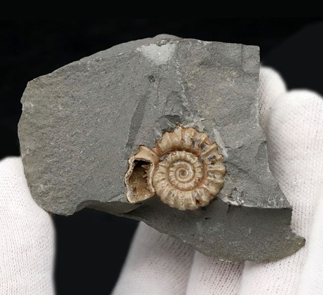 ジュラ紀の化石の名産地、イングランド・サマセット産のメノウ化したアンモナイト、プロミクロセラス(Promicroceras)の母岩付き化石(その4)