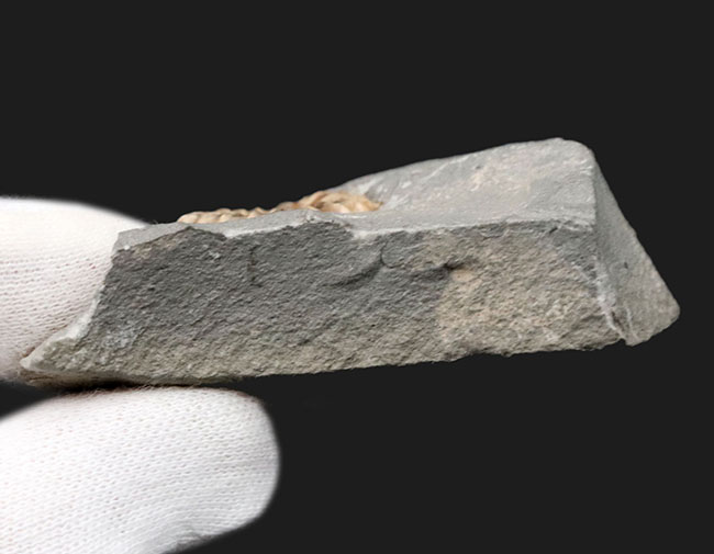 ジュラ紀の化石の名産地、イングランド・サマセット産のメノウ化したアンモナイト、プロミクロセラス(Promicroceras)の母岩付き化石(その6)