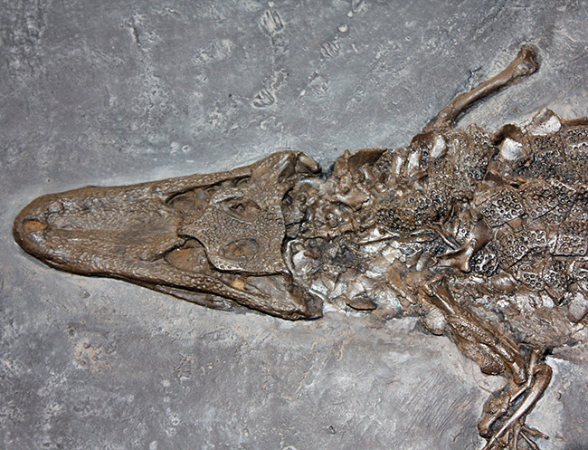 これ以上望めない完璧な保存状態、世界的標本！もう新たに入手が不可能