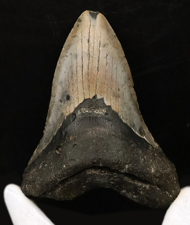 厚みとサイズを兼ね備えた、まさに「メガ」な存在！古代のロマンを詰め込んだ幻のサメ、メガロドン（Otodus megalodon）の巨大歯化石（その1）