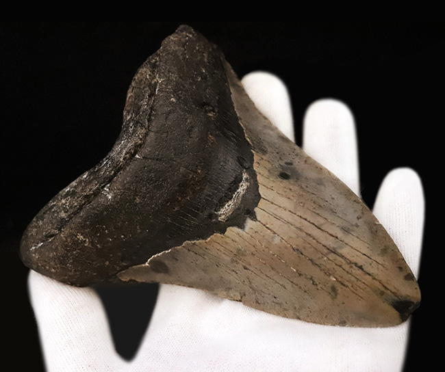 厚みとサイズを兼ね備えた、まさに「メガ」な存在！古代のロマンを