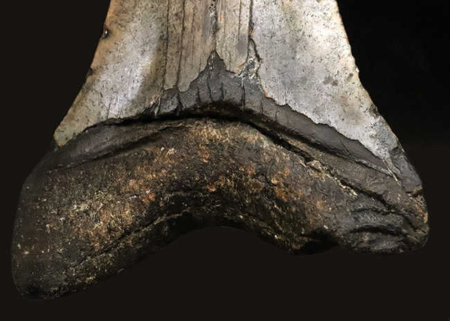 厚みとサイズを兼ね備えた、まさに「メガ」な存在！古代のロマンを