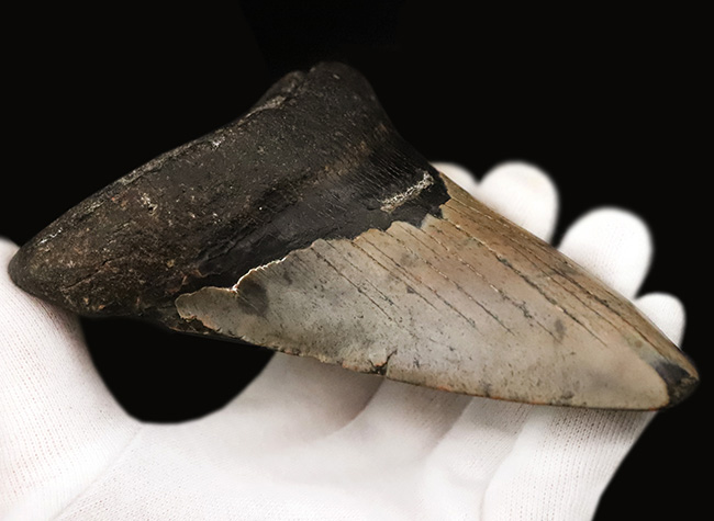 厚みとサイズを兼ね備えた、まさに「メガ」な存在！古代のロマンを