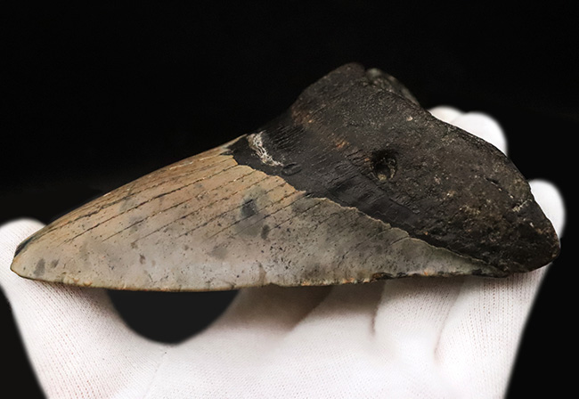 厚みとサイズを兼ね備えた、まさに「メガ」な存在！古代のロマンを詰め込んだ幻のサメ、メガロドン（Otodus megalodon）の巨大歯化石（その7）