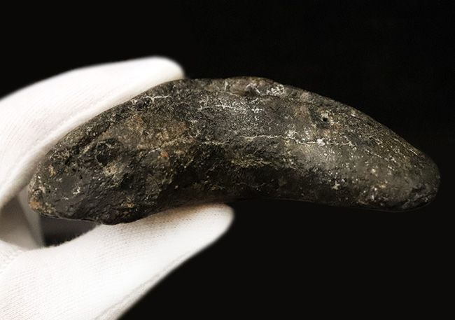 厚みとサイズを兼ね備えた、まさに「メガ」な存在！古代のロマンを詰め込んだ幻のサメ、メガロドン（Otodus megalodon）の巨大歯化石（その8）