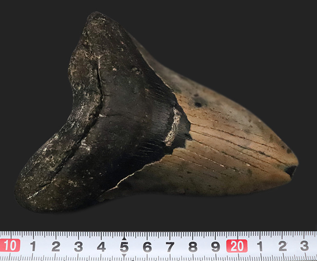 メガロドンの化石 メガロドンの歯の化石 mgaz5005 | Megalodon-teeth.jp