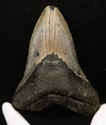 厚みとサイズを兼ね備えた、まさに「メガ」な存在！古代のロマンを詰め込んだ幻のサメ、メガロドン（Otodus megalodon）の巨大歯化石