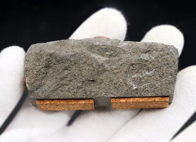 母岩と一体型、希少なイングランド産プロミクロセラス（Promicroceras）アンモナイトの化石（その5）