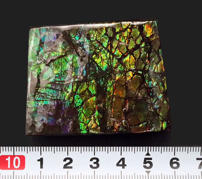 春にぴったりのグリーンドラゴン！カナダ産のアンモ”ラ”イト（Ammolite）の大型ピース（その7）