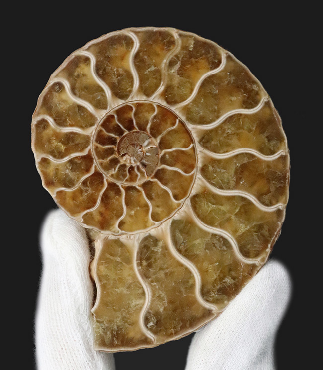ペア！断面の美しさ、トップクラス！マダガスカル産のアンモナイト、クレオニセラス（Cleoniceras）のカット＆ポリッシュ標本（その1）