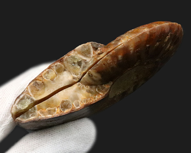 ペア！断面の美しさ、トップクラス！マダガスカル産のアンモナイト、クレオニセラス（Cleoniceras）のカット＆ポリッシュ標本（その10）