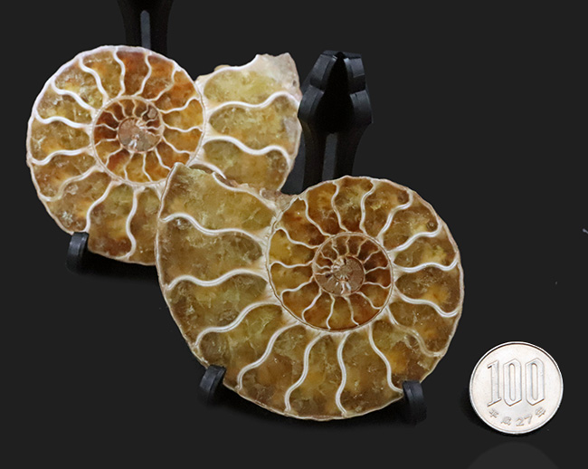 ペア！断面の美しさ、トップクラス！マダガスカル産のアンモナイト、クレオニセラス（Cleoniceras）のカット＆ポリッシュ標本（その12）