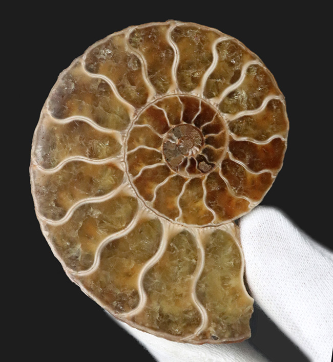 ペア！断面の美しさ、トップクラス！マダガスカル産のアンモナイト、クレオニセラス（Cleoniceras）のカット＆ポリッシュ標本（その2）