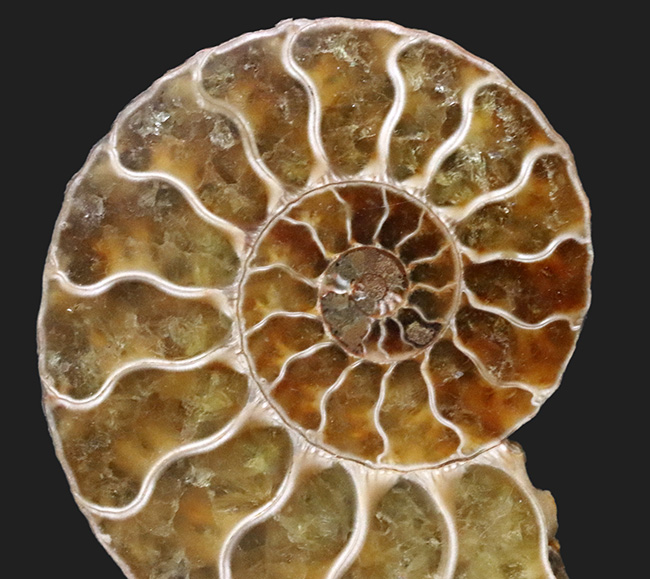 ペア！断面の美しさ、トップクラス！マダガスカル産のアンモナイト、クレオニセラス（Cleoniceras）のカット＆ポリッシュ標本（その3）