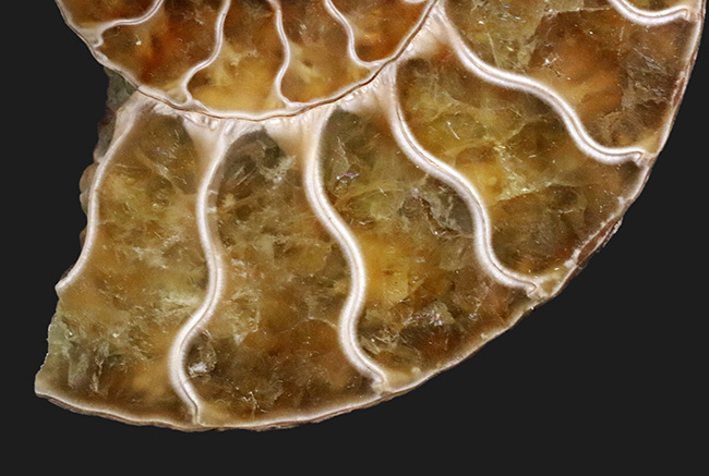 ペア！断面の美しさ、トップクラス！マダガスカル産のアンモナイト、クレオニセラス（Cleoniceras）のカット＆ポリッシュ標本（その8）