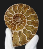 ペア！断面の美しさ、トップクラス！マダガスカル産のアンモナイト、クレオニセラス（Cleoniceras）のカット＆ポリッシュ標本