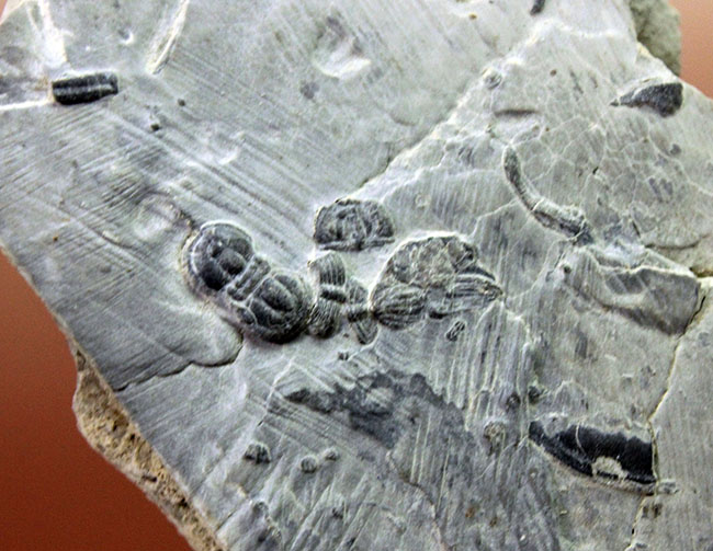 アメリカユタ州産、カンブリア紀三葉虫ペロノプシス(Peronopsis sp.)のプレート標本。(その3)