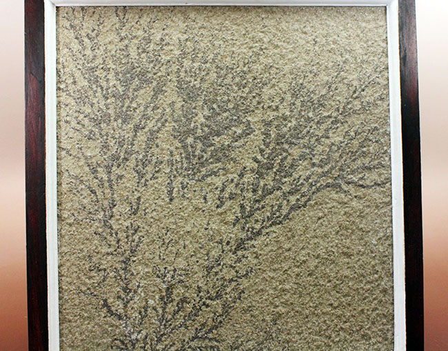 木製フレーム デンドライト 木製フレーム デンドライト