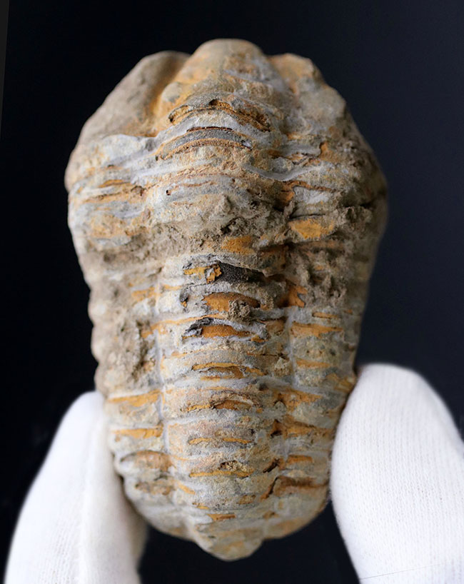 大サイズの芋虫型の三葉虫、ディアカリメネ・ウーズレグイ（Diacalymene ouzregui）の化石（その1）