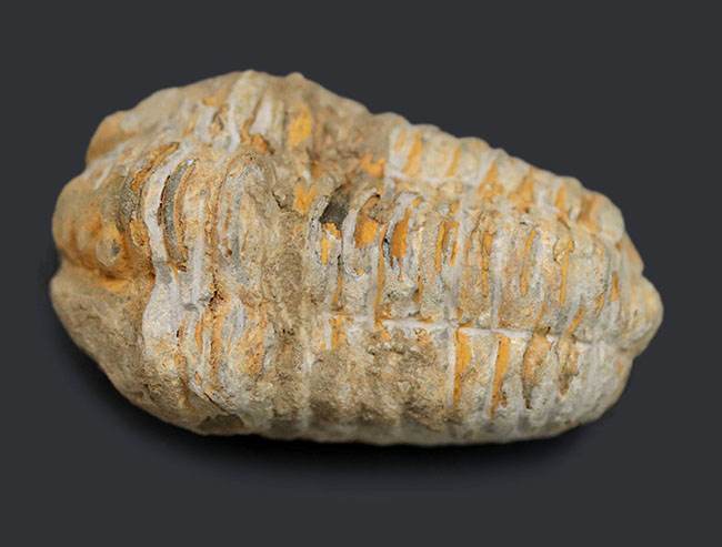 大サイズの芋虫型の三葉虫、ディアカリメネ・ウーズレグイ（Diacalymene ouzregui）の化石（その2）