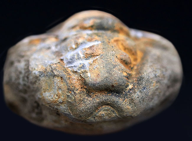 大サイズの芋虫型の三葉虫、ディアカリメネ・ウーズレグイ（Diacalymene ouzregui）の化石（その3）