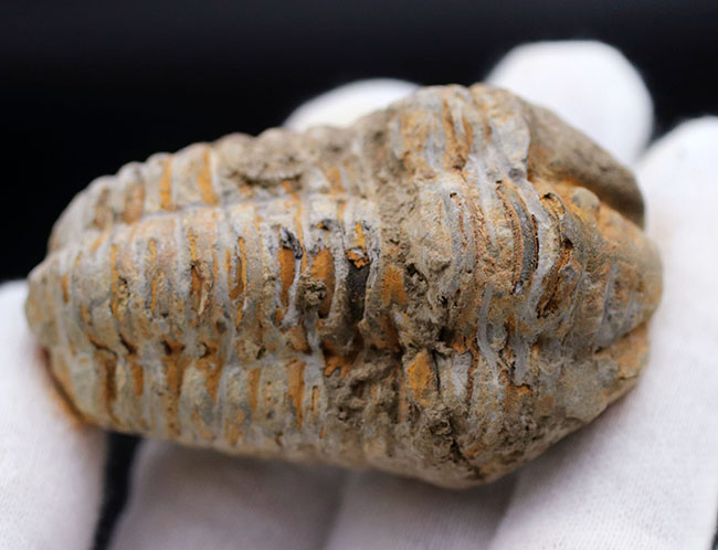 大サイズの芋虫型の三葉虫、ディアカリメネ・ウーズレグイ（Diacalymene ouzregui）の化石（その4）
