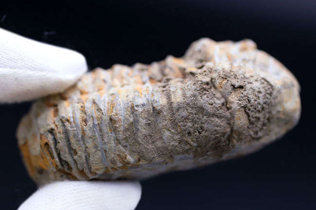 大サイズの芋虫型の三葉虫、ディアカリメネ・ウーズレグイ（Diacalymene ouzregui）の化石（その5）