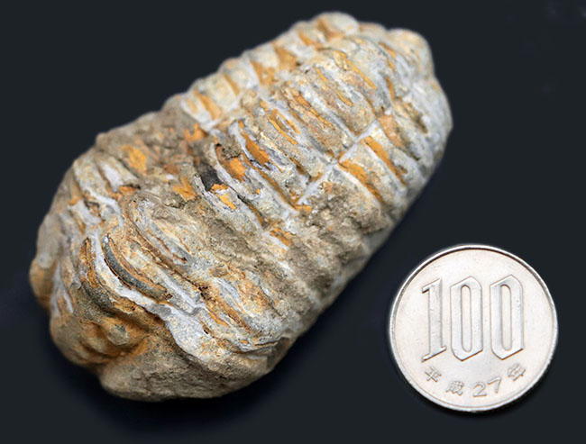 大サイズの芋虫型の三葉虫、ディアカリメネ・ウーズレグイ（Diacalymene ouzregui）の化石（その8）