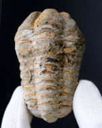 大サイズの芋虫型の三葉虫、ディアカリメネ・ウーズレグイ（Diacalymene ouzregui）の化石