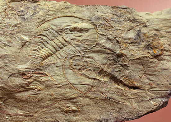 ベリーレア!最も古い三葉虫の一つ、米国産三葉虫パエデウミアス・テルミナツゥス(Paedeumias terminatus)(その1)