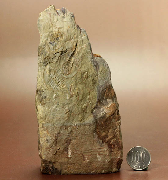 ベリーレア!最も古い三葉虫の一つ、米国産三葉虫パエデウミアス・テルミナツゥス(Paedeumias terminatus)(その10)