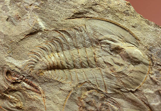 ベリーレア!最も古い三葉虫の一つ、米国産三葉虫パエデウミアス・テルミナツゥス(Paedeumias terminatus)(その3)