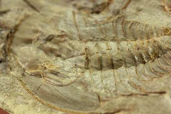 ベリーレア！最も古い三葉虫の一つ、米国産三葉虫パエデウミアス・テルミナツゥス（Paedeumias terminatus）（その5）