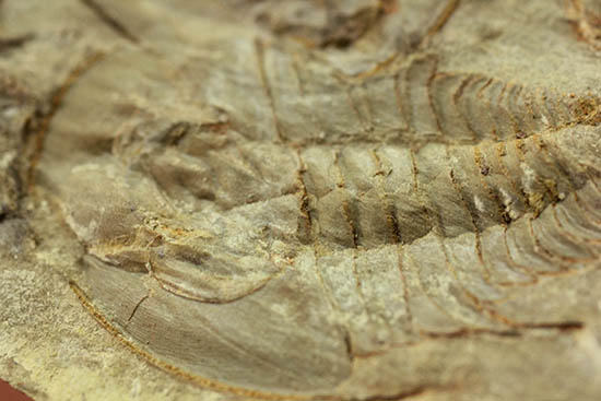 ベリーレア!最も古い三葉虫の一つ、米国産三葉虫パエデウミアス・テルミナツゥス(Paedeumias terminatus)(その5)