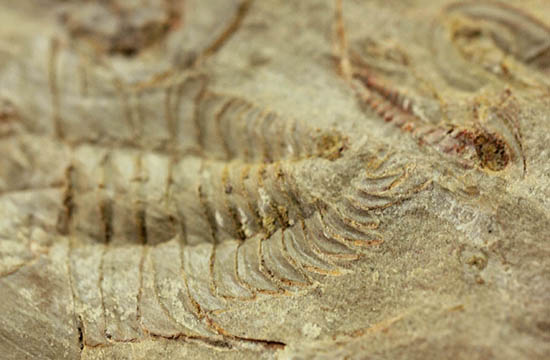 ベリーレア！最も古い三葉虫の一つ、米国産三葉虫パエデウミアス・テルミナツゥス（Paedeumias terminatus）（その6）