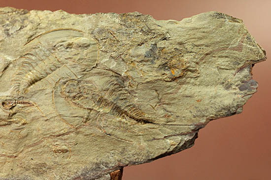 ベリーレア！最も古い三葉虫の一つ、米国産三葉虫パエデウミアス・テルミナツゥス（Paedeumias terminatus）（その9）