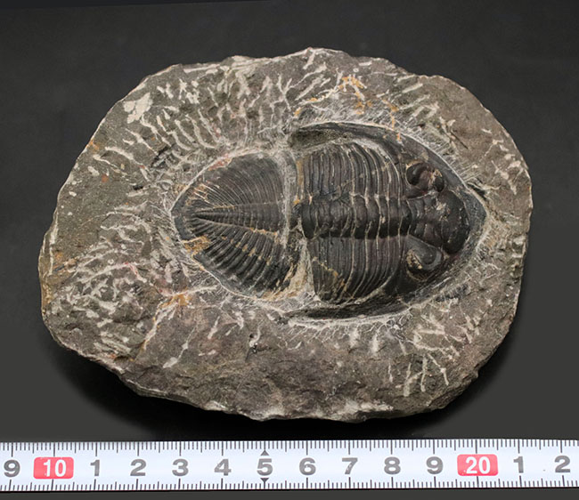 8センチ級!モロッコ産三葉虫、ズリコバスピス(Zlichovaspis)(その11)