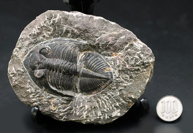 8センチ級!モロッコ産三葉虫、ズリコバスピス(Zlichovaspis)(その12)