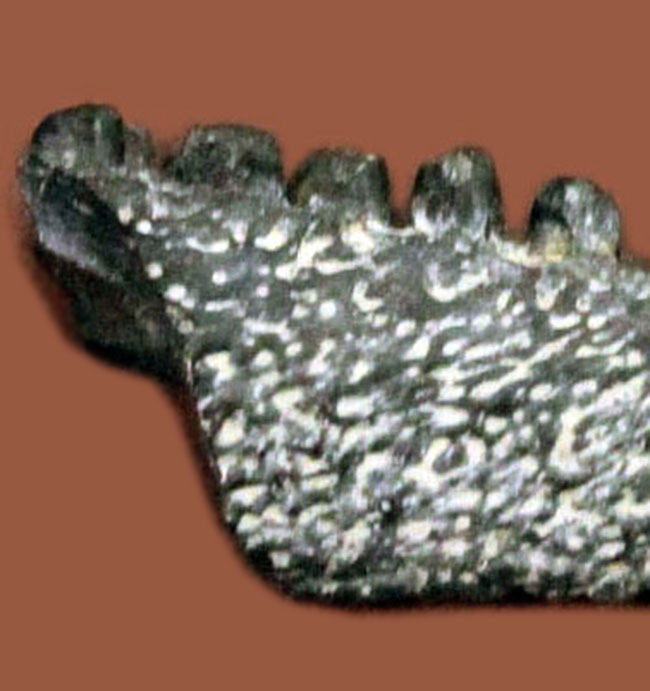 極めてレア！最も初期にあらわれた最も原始的な爬虫類、カプトリヌス・アグティ（Captorhinus aguti）の下顎の化石。専用ケース付き。（その2）