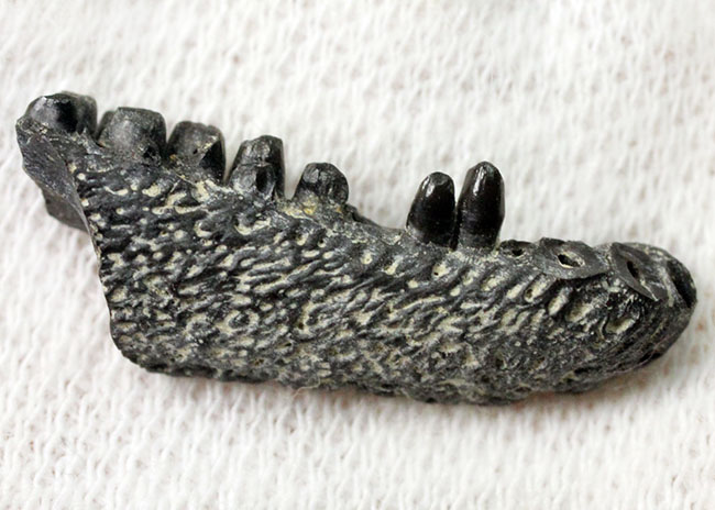 極めてレア！最も初期にあらわれた最も原始的な爬虫類、カプトリヌス・アグティ（Captorhinus aguti）の下顎の化石。専用ケース付き。（その5）