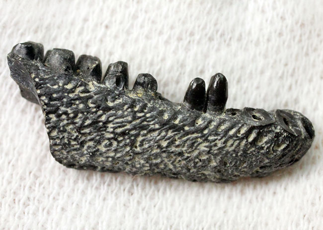 極めてレア!最も初期にあらわれた最も原始的な爬虫類、カプトリヌス・アグティ(Captorhinus aguti)の下顎の化石。専用ケース付き。(その5)