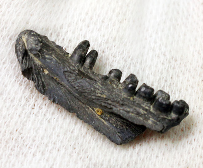 極めてレア！最も初期にあらわれた最も原始的な爬虫類、カプトリヌス・アグティ（Captorhinus aguti）の下顎の化石。専用ケース付き。（その6）