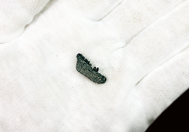極めてレア!最も初期にあらわれた最も原始的な爬虫類、カプトリヌス・アグティ(Captorhinus aguti)の下顎の化石。専用ケース付き。(その7)