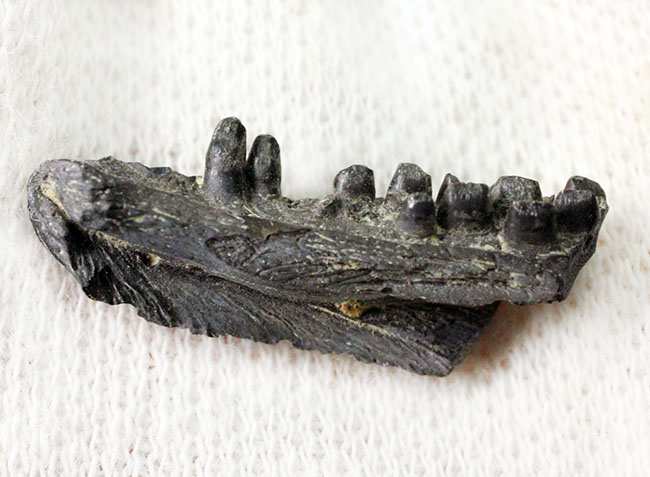 極めてレア！最も初期にあらわれた最も原始的な爬虫類、カプトリヌス・アグティ（Captorhinus aguti）の下顎の化石。専用ケース付き。（その8）